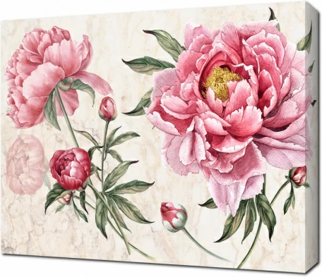 Нарисованные пионы