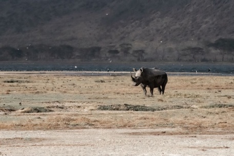 Одинокий носорог в саванне