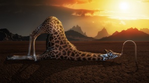 Жираф на закате