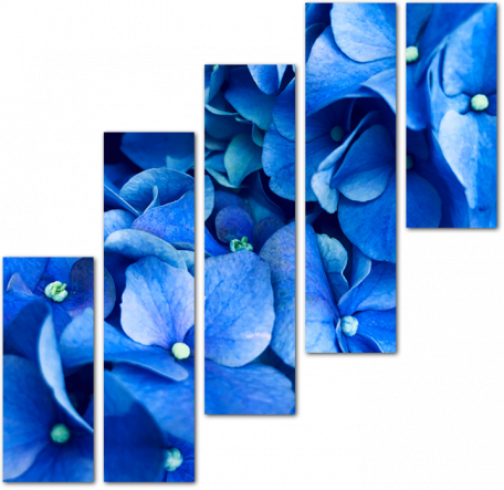 Цветки голубой гортензии