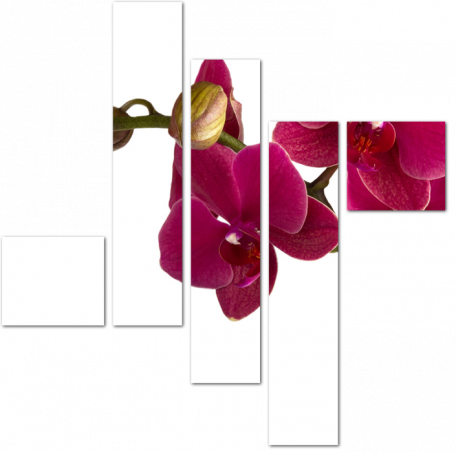 Бордовая орхидея