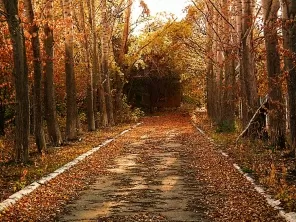 Дорога в осеннем парке