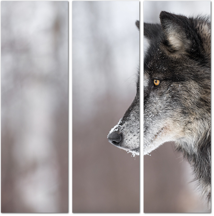 Профиль волка