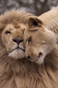 Пара льва и львицы
