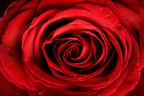 Фон из красной розы