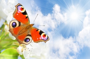 Красивая бабочка крупным планом