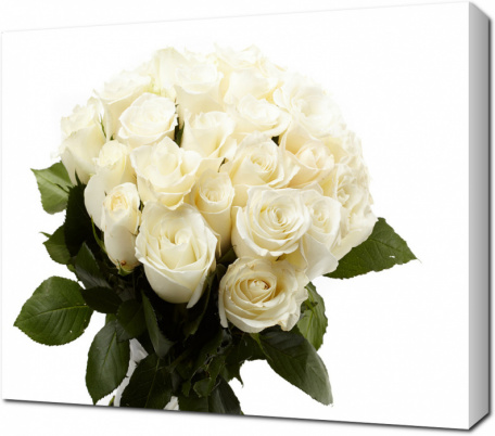Белые розы на белом фоне