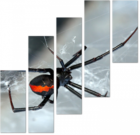 Черно-красный австралийский паук