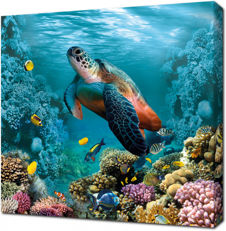 Дивная морская черепаха