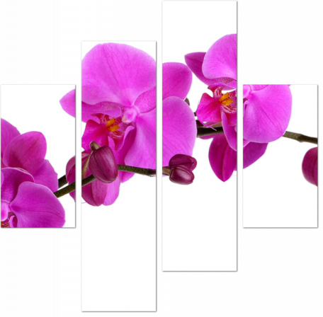 Орхидея на белом фоне