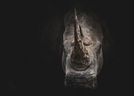 Мужественный носорог на темном фоне