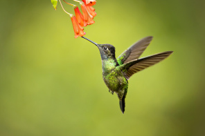 Колибри подлетает к цветку