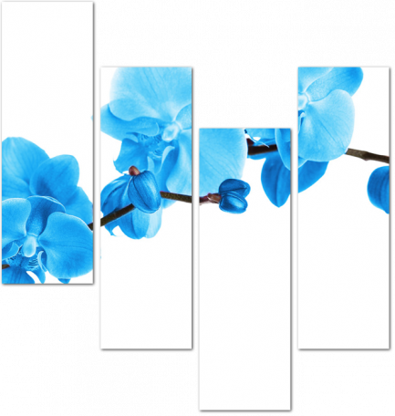 Ветка голубой орхидеи