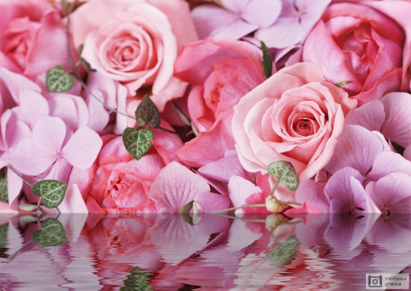 3D розовые розы у воды