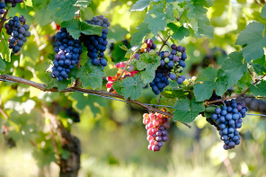 Крупные гроздья винограда
