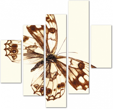 Бабочка в сепии