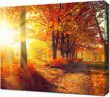 Осенние деревья и листья в лучах солнца