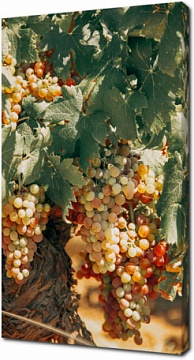 Летний виноград