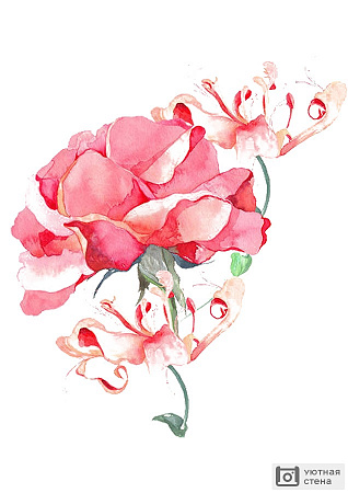 Розовая роза акварель