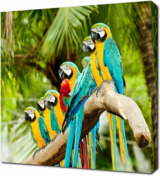 Разноцветные попугаи на ветке