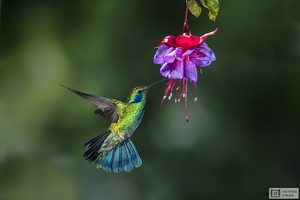 Нарядная колибри