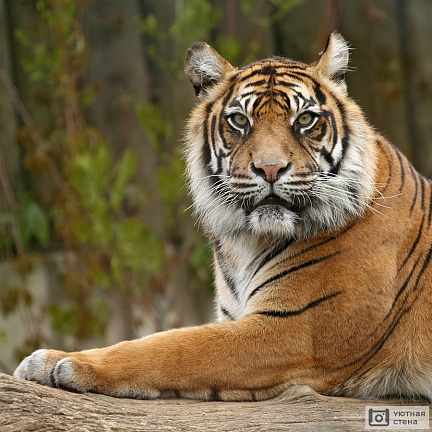 Серьезный взгляд тигра