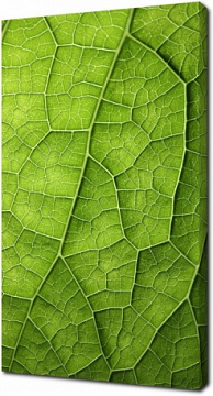Текстура зеленого листа