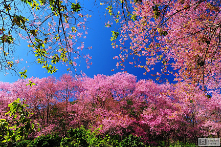 Розовое цветение вишни