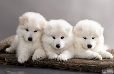 Белые пушистые щенки