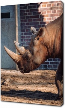 Профиль носорога