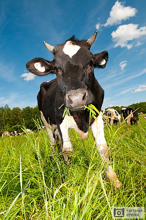 Корова жует траву