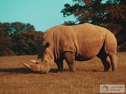Носорог на травке