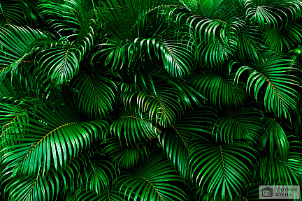 Пальмовые зеленые листья