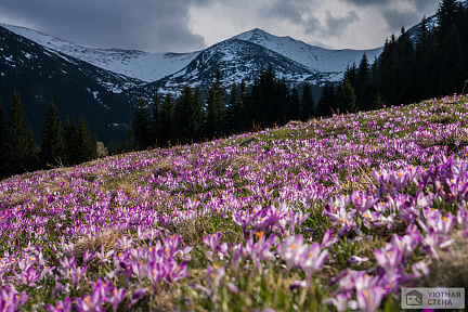 Фотообои Поляна горных цветов