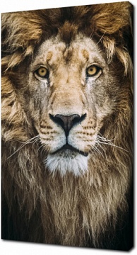 Седой и мудрый лев