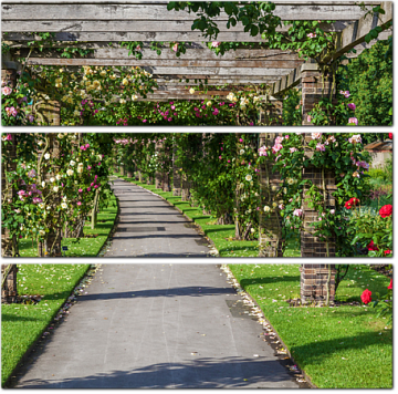 Аллея роз. Королевский ботанический сад
