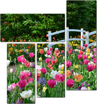 Цветущие тюльпаны в парке