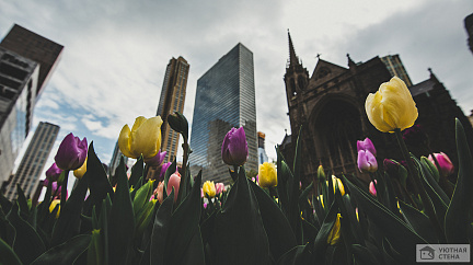 Фотообои Тюльпаны в Чикаго