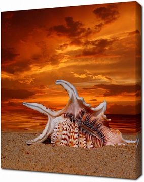 Раковина на пляже на закате