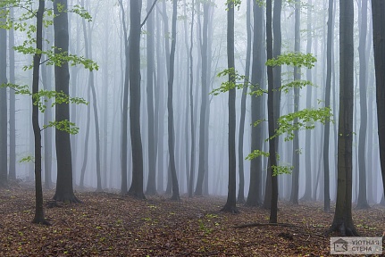 Первая зелень туманного леса