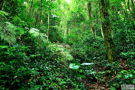 Тропический лес в джунглях