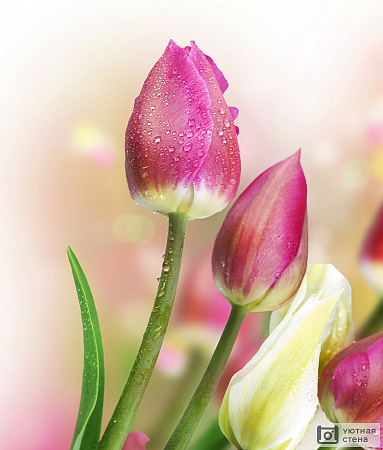 Бутоны тюльпанов с каплями росы