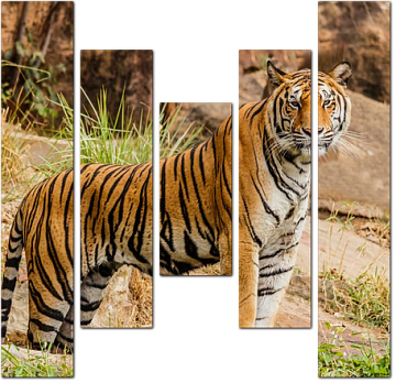 Грозный бенгальский тигр