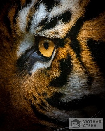 Глаз тигра крупно