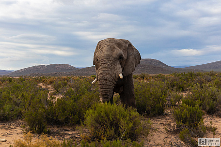 Фотообои Слон в африканской саванне
