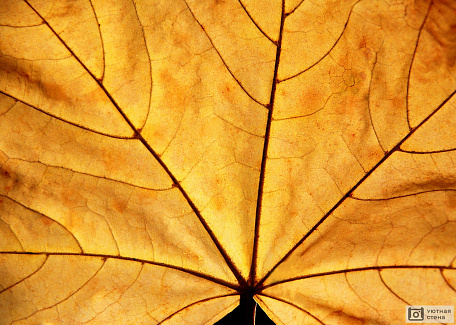 Желтый кленовый лист