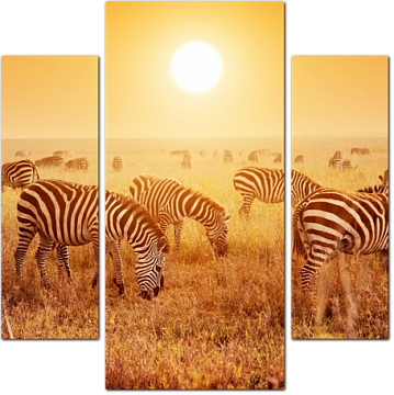 Зебры на закате