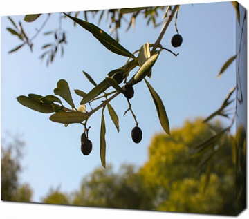 Оливки в саду
