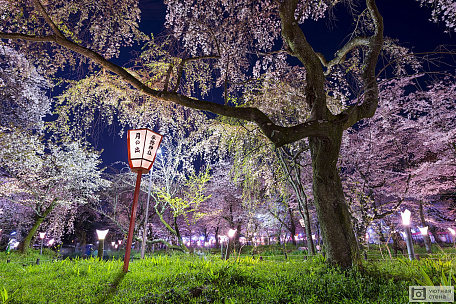 Цветущая сакура освещенная фонарями в парке Киото. Япония