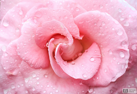 Розовая роза с каплями воды